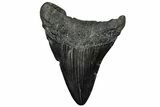 Fossil Megalodon Tooth - South Carolina #300220-1